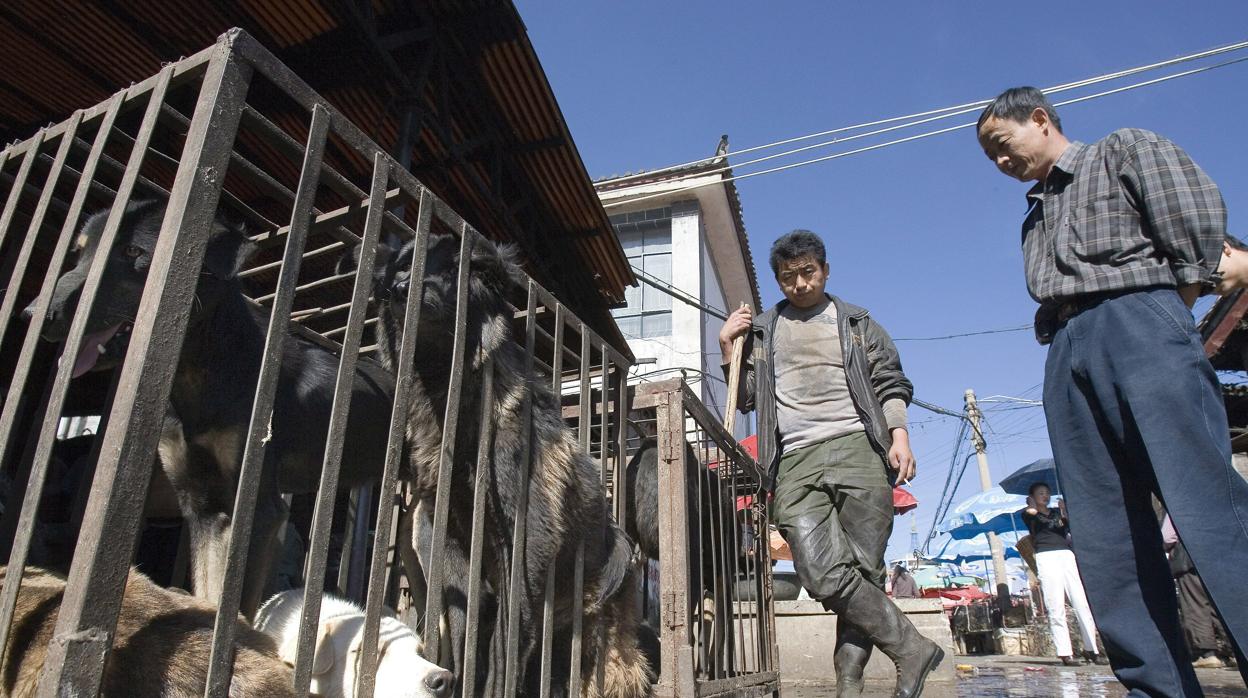 Varios perros dentro de una jaula esperan a ser sacrificados mientras un cliente elige uno en Lijiang (China)