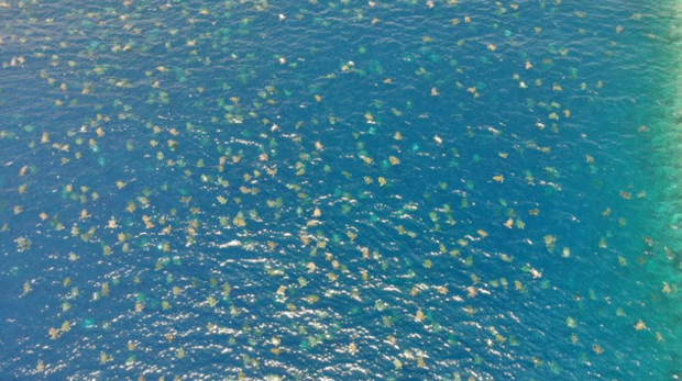 Un dron capta imágenes espectaculares de decenas de miles de tortugas marinas en la Gran Barrera de Coral