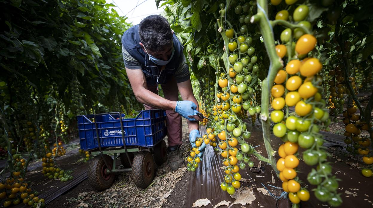 Imagen de archivo de un agricultor trabajando en plena pandemia