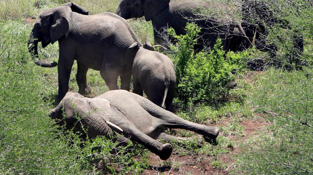 Imagen de archivo de un grupo de elefantes en el que uno se encuentra inmovilizado (Sudáfrica)