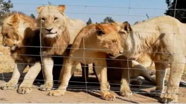 Denuncian la despiadada «industria» de la cría leones en cautiverio para  ser cazados por