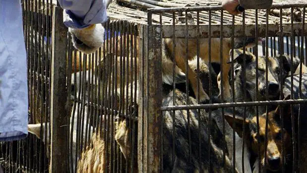 Siguen vendiendo carne de perro en mercados de China pese a las prohibiciones