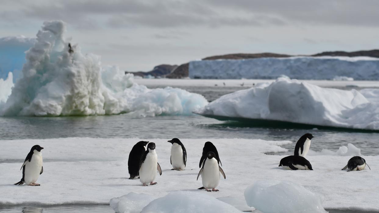 Algunos pingüinos de la Antártida son más felices con menos hielo marino