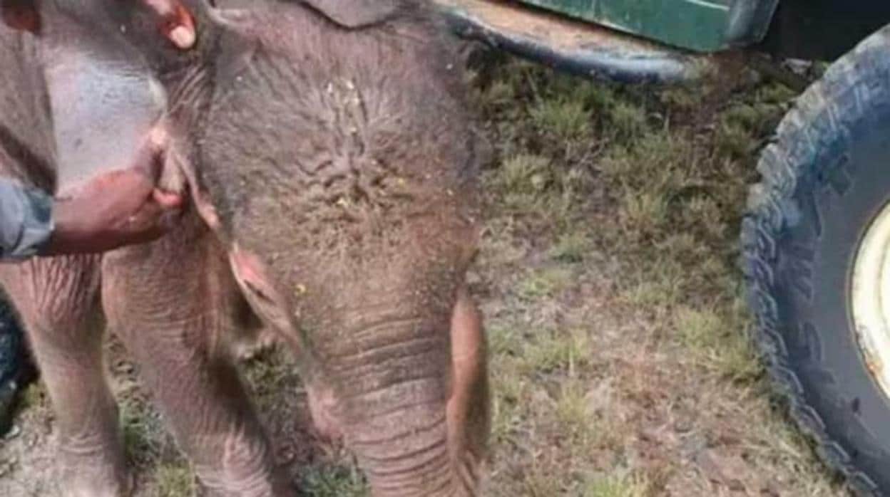 Imagen del elefante tras ser rescatado