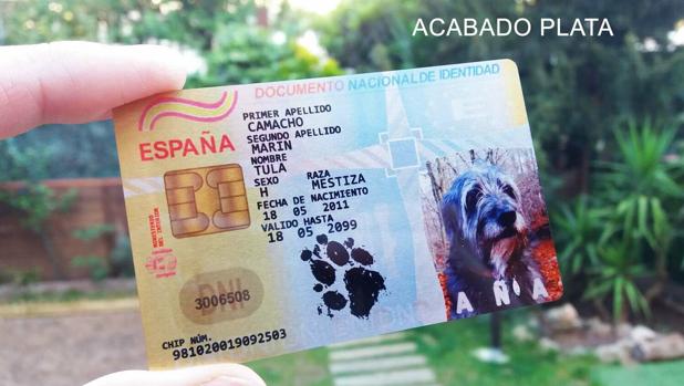 Más del 90% de los perros abandonados en España no están identificados con microchip