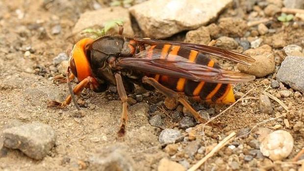 Muere un hombre en Gijón atacado por un enjambre de avispas asiáticas que descubrió cuando segaba