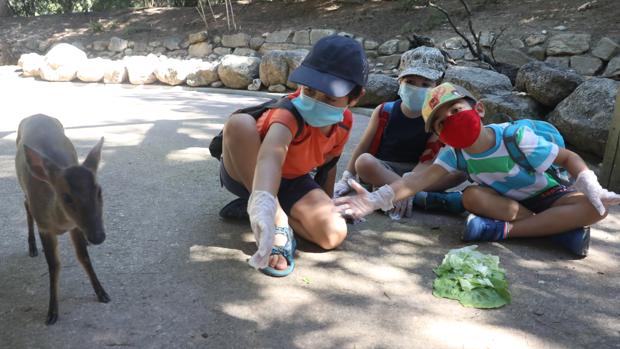 Un estudio detecta daños cerebrales en niños con síndrome inflamatorio por el Covid-19