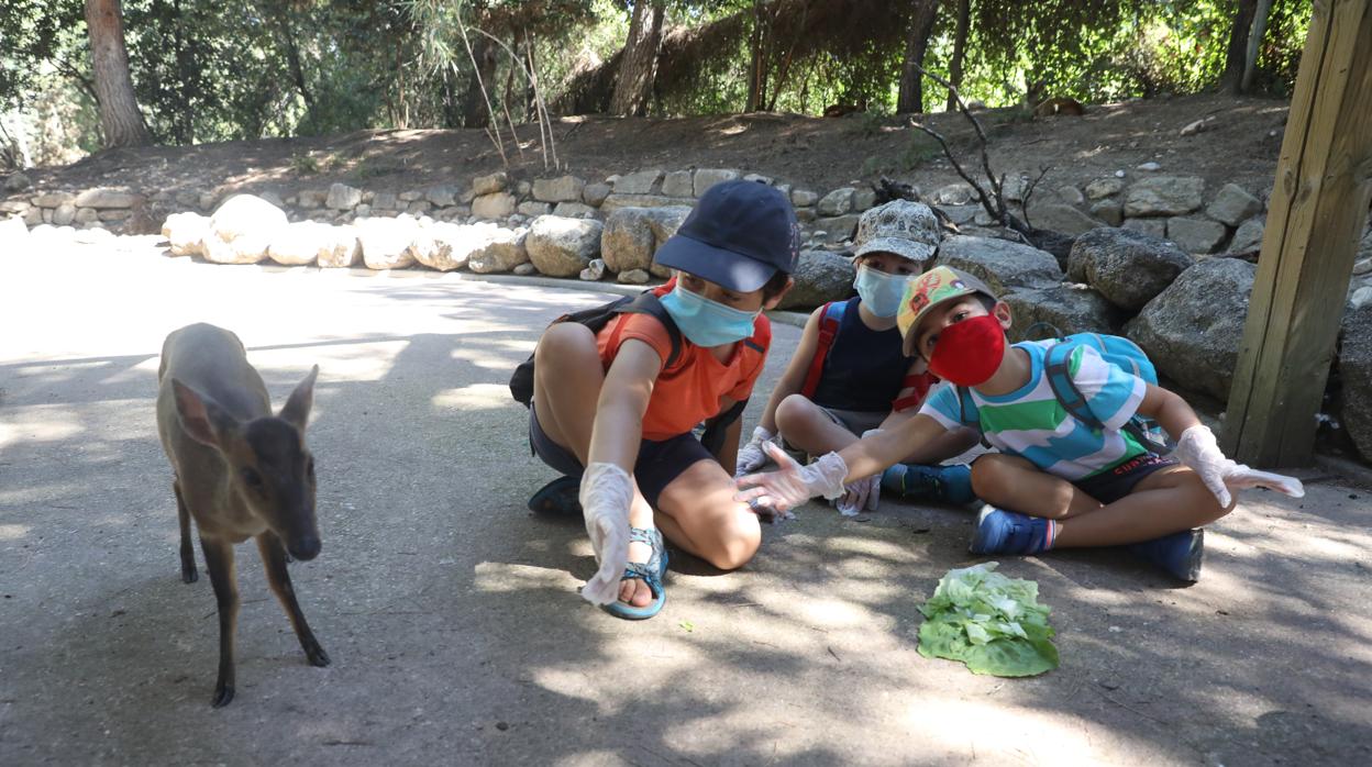 Varios niños con mascarilla y guantes dan de comer a un animal en Faunia durante el inicio de un campamento de verano