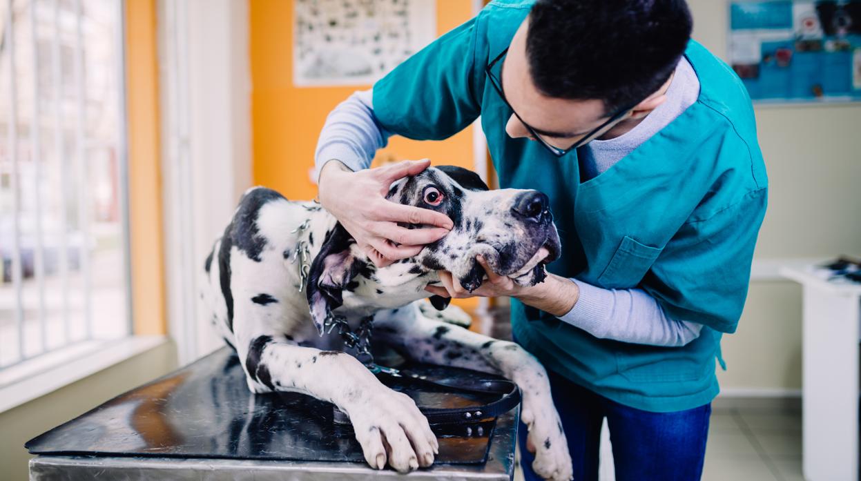 Un veterinario examina un perro