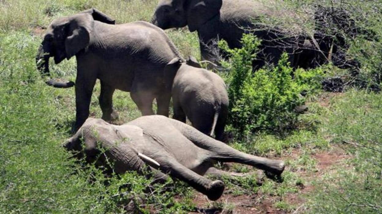 Más de 350 elefantes han muerto en sin una causa aparente desde mayo en Botsuana
