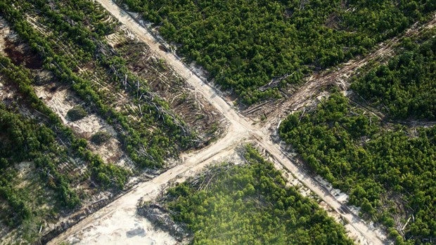 Los ecosistemas modificados por el hombre aumentan el riesgo de nuevas pandemias