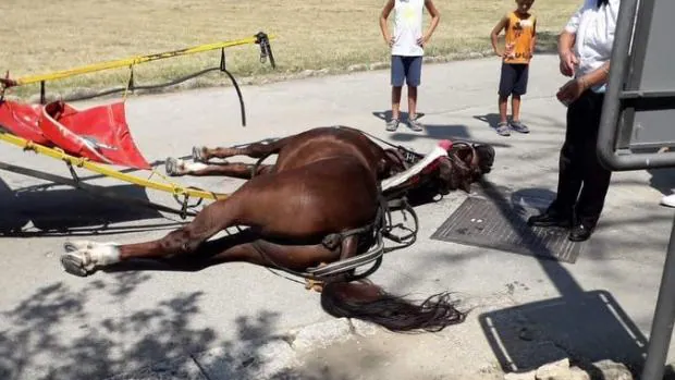 Indignación en Italia por la muerte por calor de un caballo que transportaba turistas