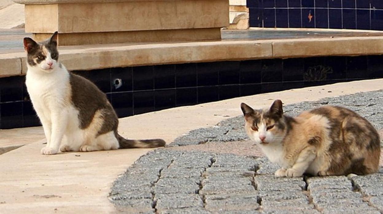 Según Guillermo Díaz Guerra, los gatos callejeros son «es una plaga que hay que eliminar»