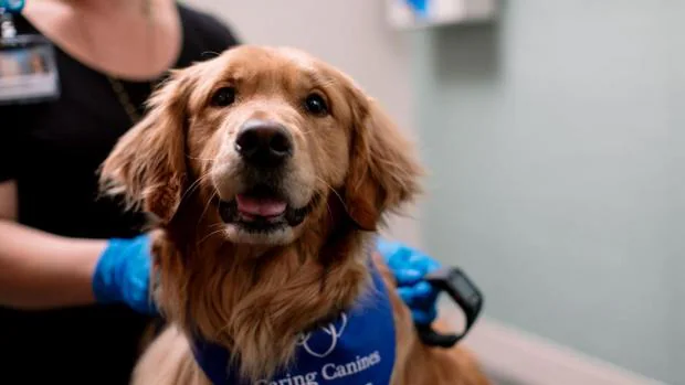 Veinte minutos de terapia con perros puede ayudar a los pacientes con fibromialgia