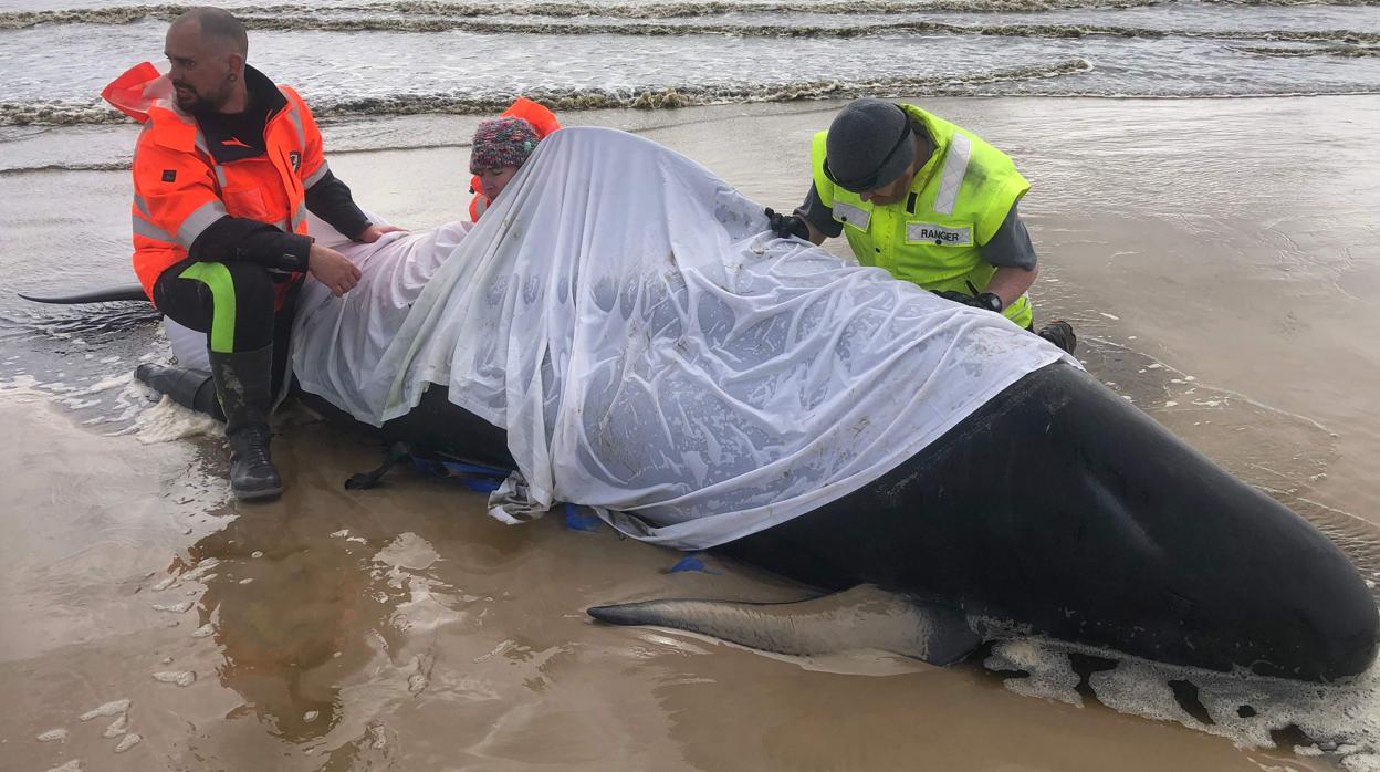 Varias personas ayudan a una ballena en el puerto de Macquarie