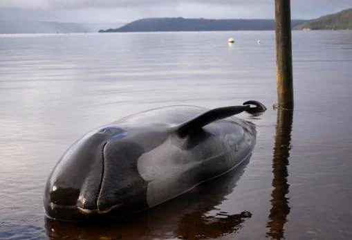 Cadáver de un ejemplar de ballena piloto en la costa australiana