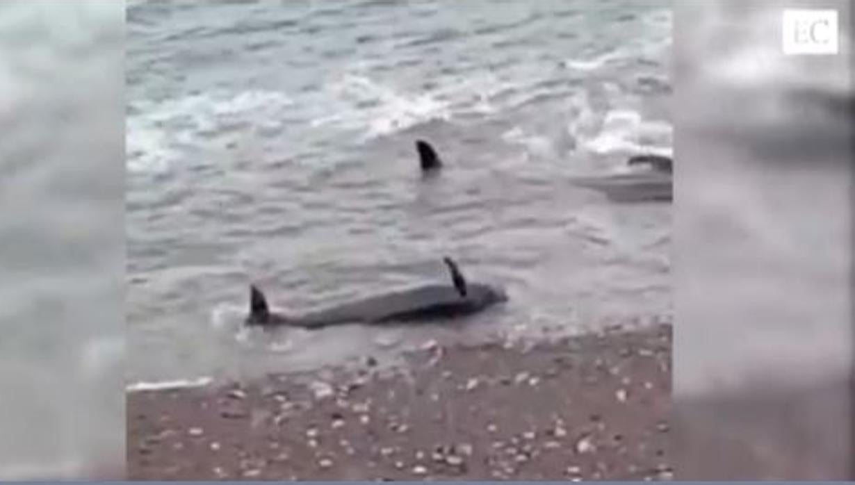 Ejemplares de estos cetáceos en la playa de Asturias