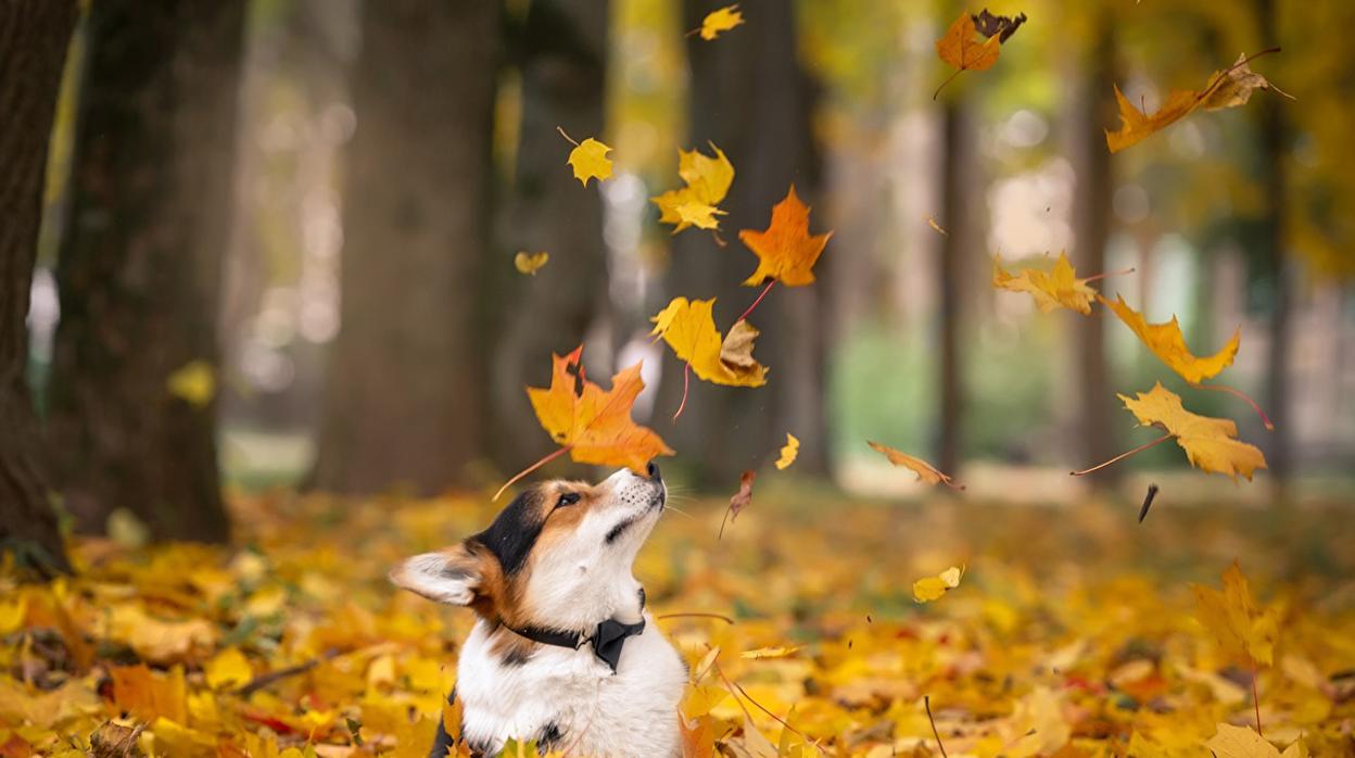 Otoño, una dura vuelta para gatos y perros