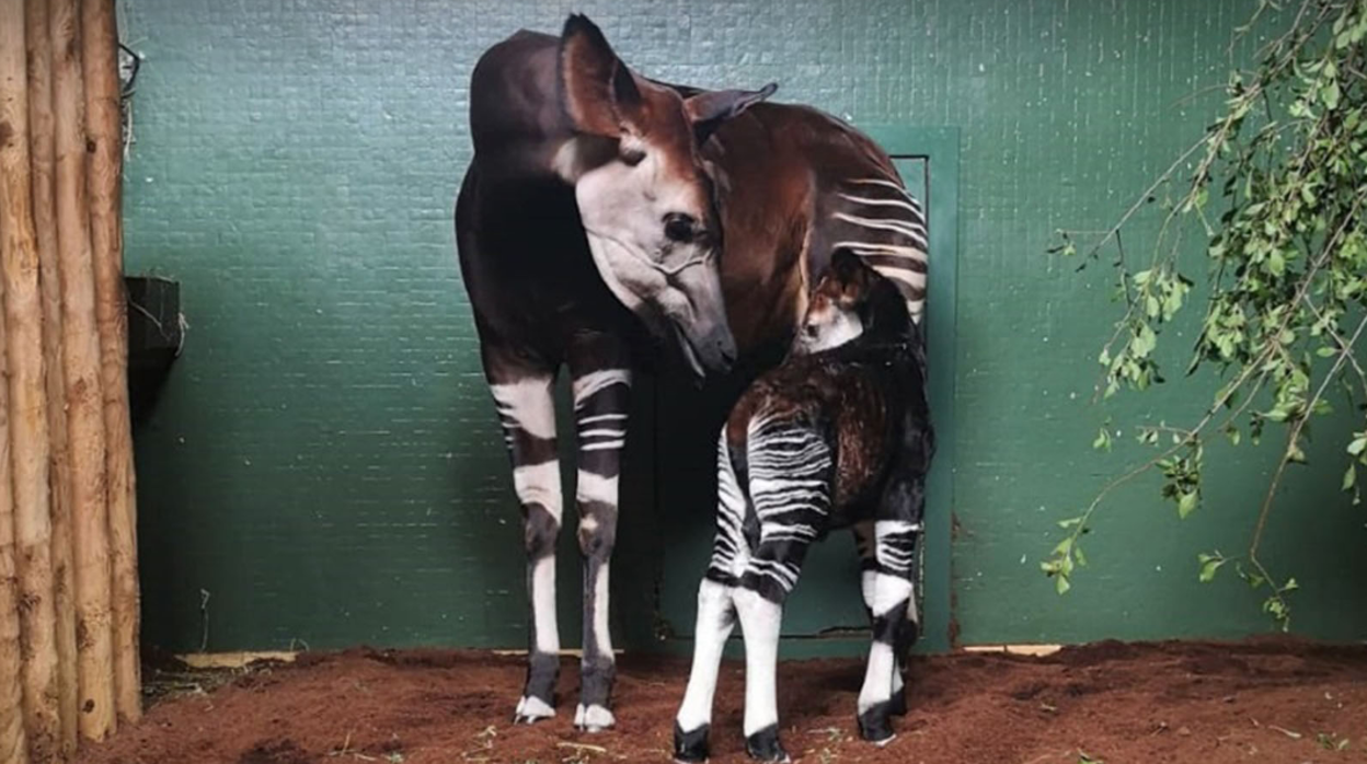 Imagen de Ede, el okapi nacido en el zoo de Londres