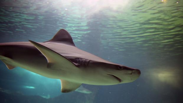 Australia bate récord de muertes por ataques de tiburones desde 1934