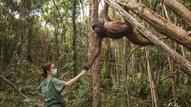 La Fundación BBVA premia la conservación del quebrantahuesos en España y del orangután en Indonesia