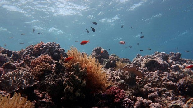 La Gran Barrera de Coral ha perdido más de la mitad de los corales en las últimas tres décadas