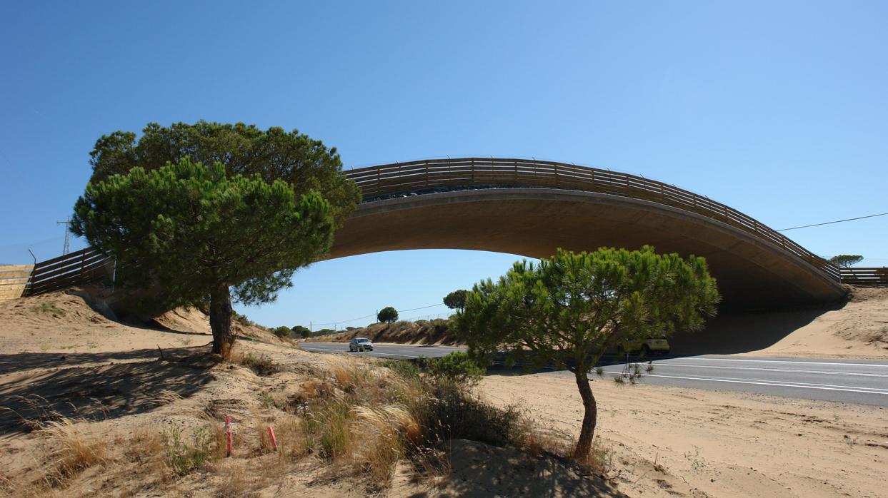 Puente en Matalascañas para facilitar el paso del lince ibérico