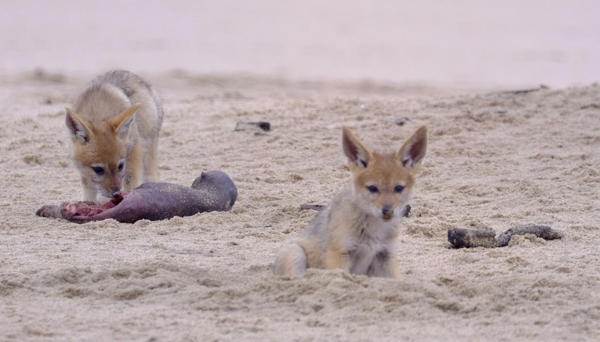 Un chacal devora un animal muerto en la playa