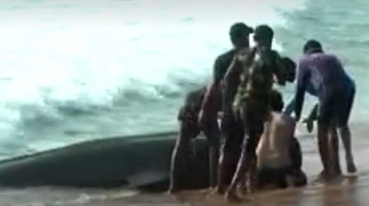 Uno de los cetáceos en una playa, al sur de Colombo