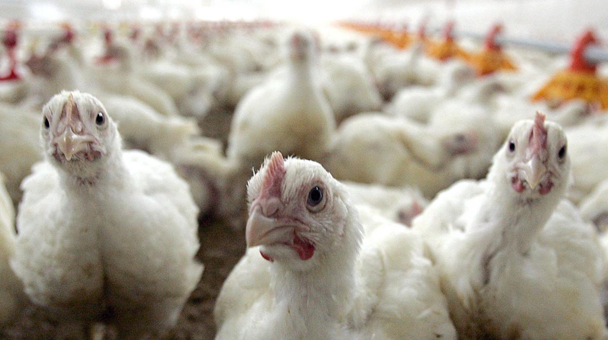 Imagen de archivo de una granja de pollos
