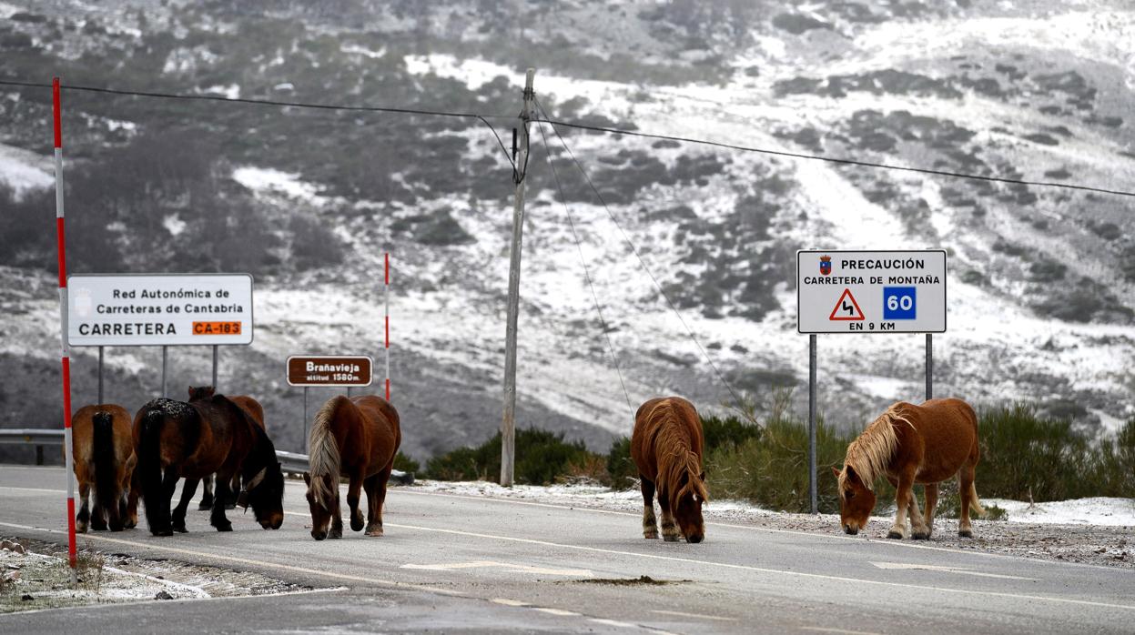 Varios caballos este jueves por la carretera de acceso a la localidad cántabra de Brañavieja (Cantabria)