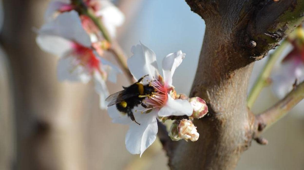 Los abejorros aprenden la ubicación de las mejores flores
