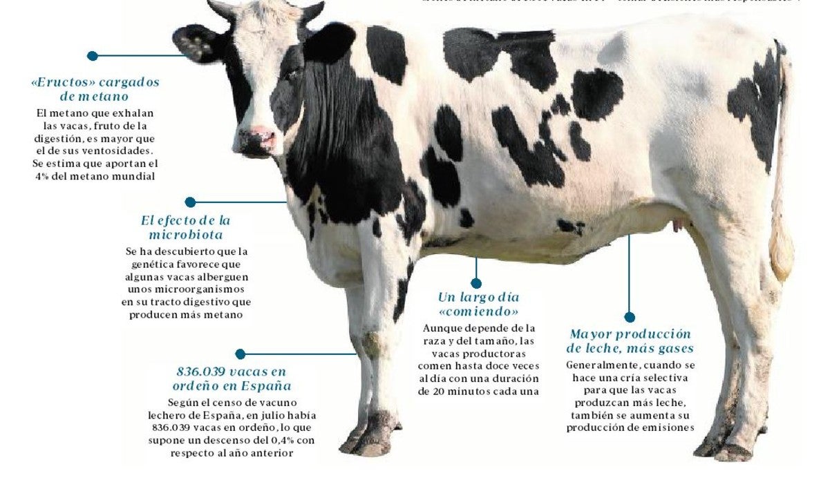 Vacas genéticamente pensadas para contaminar menos