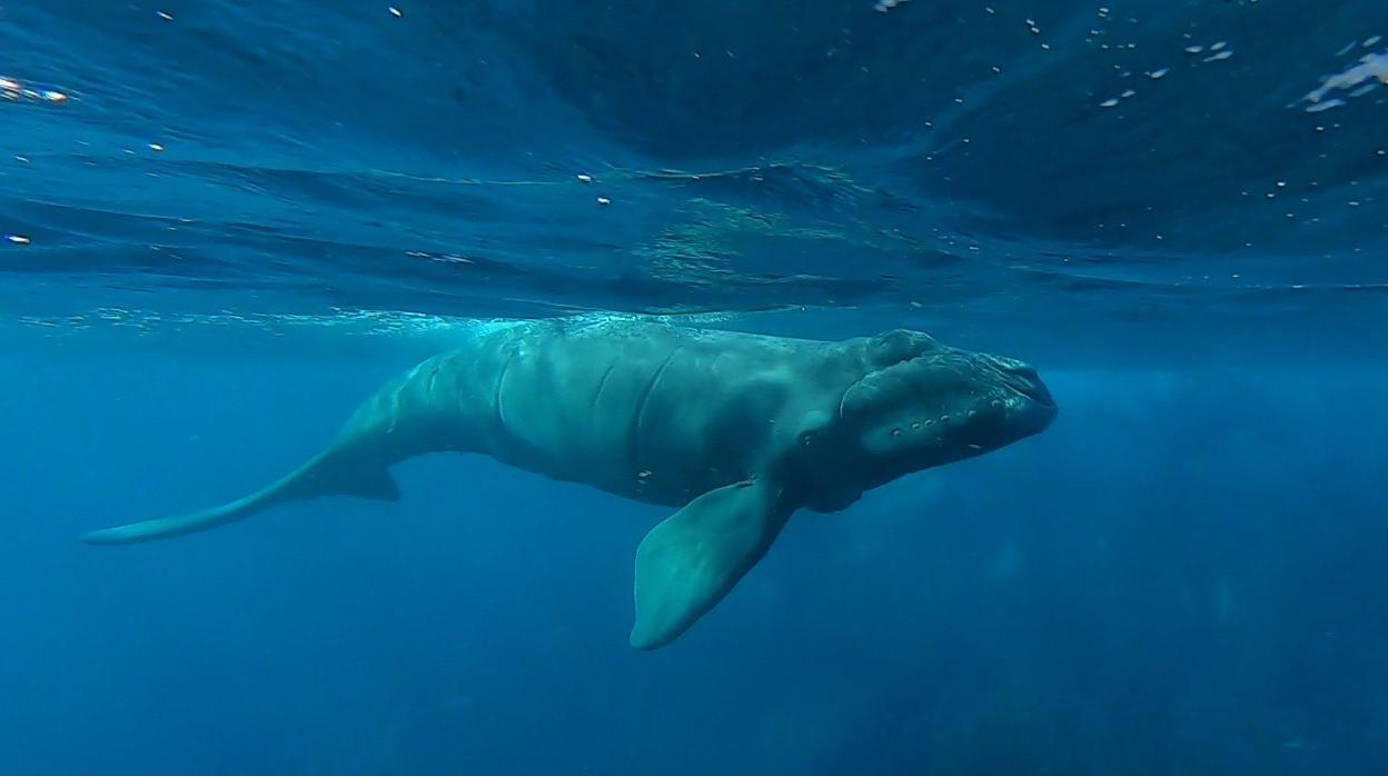 La cría de ballena franca en una imagen tomada por Günter Baumgartel el 22 de diciembre