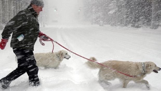 ¿Sabía que en invierno también nuestros perros no se libran de pulgas y garrapatas?