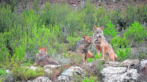 La caza del lobo será prohibida en toda España