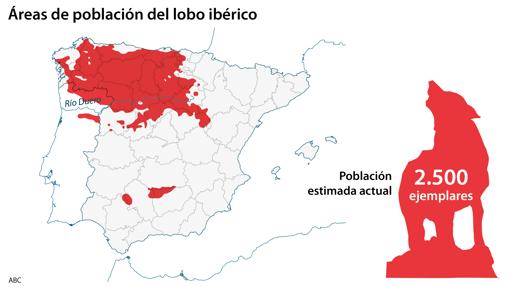 El mundo rural estalla contra la nueva prohibición de caza: «Antepone los intereses del lobo»