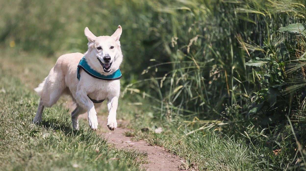 Seúl hará pruebas de coronavirus a gatos y perros domésticos si tienen síntomas