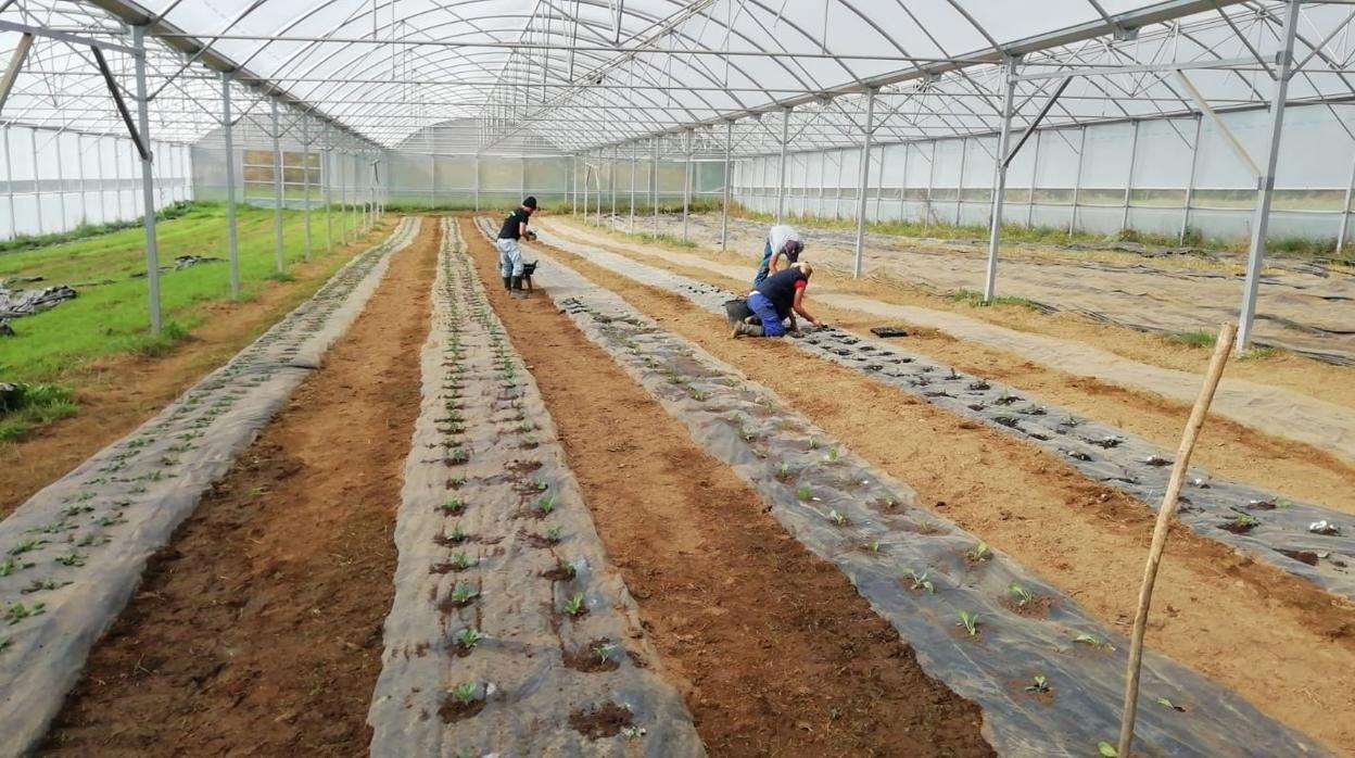 Trabajadores en el proyecto agrícola de Cartitas en un terreno cedido por una parroquia