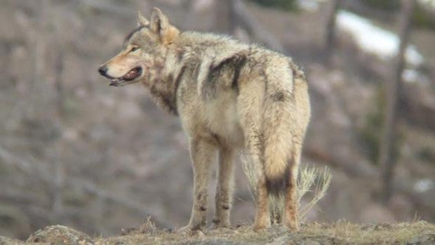 Los ganaderos anuncian protestas en la calle ante el «desprecio» del Gobierno con el lobo