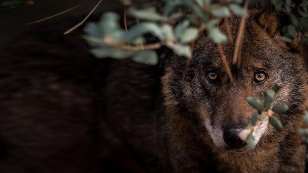 Delibes y otros 300 científicos apoyan en una carta abierta el blindaje del lobo