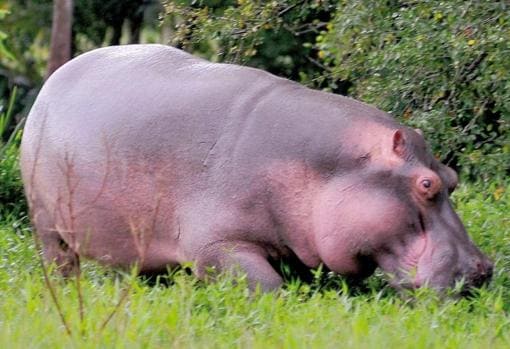 Uno de los hipopótamos colombianos