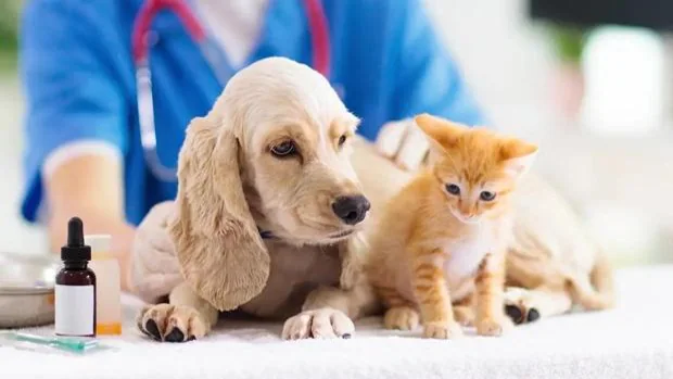 Rabia y Leptospirosis: emergentes por la desidia de no vacunar a las mascotas
