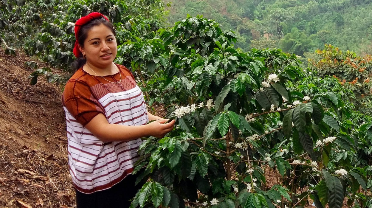 Reto social: plantar 10.000 árboles para el renacimiento de mujeres  indígenas de Guatemala