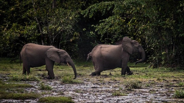 Los elefantes africanos están ya en peligro de extinción