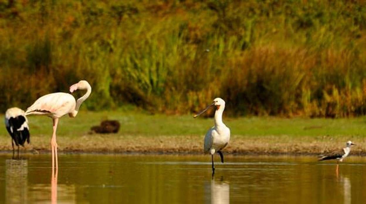 Imágenes de aves (en primer plano, flamenco y espátula; en segundo, cigüeña blanca y cigüeñuela) en el Parque Nacional de Las Tablas de Daimiel