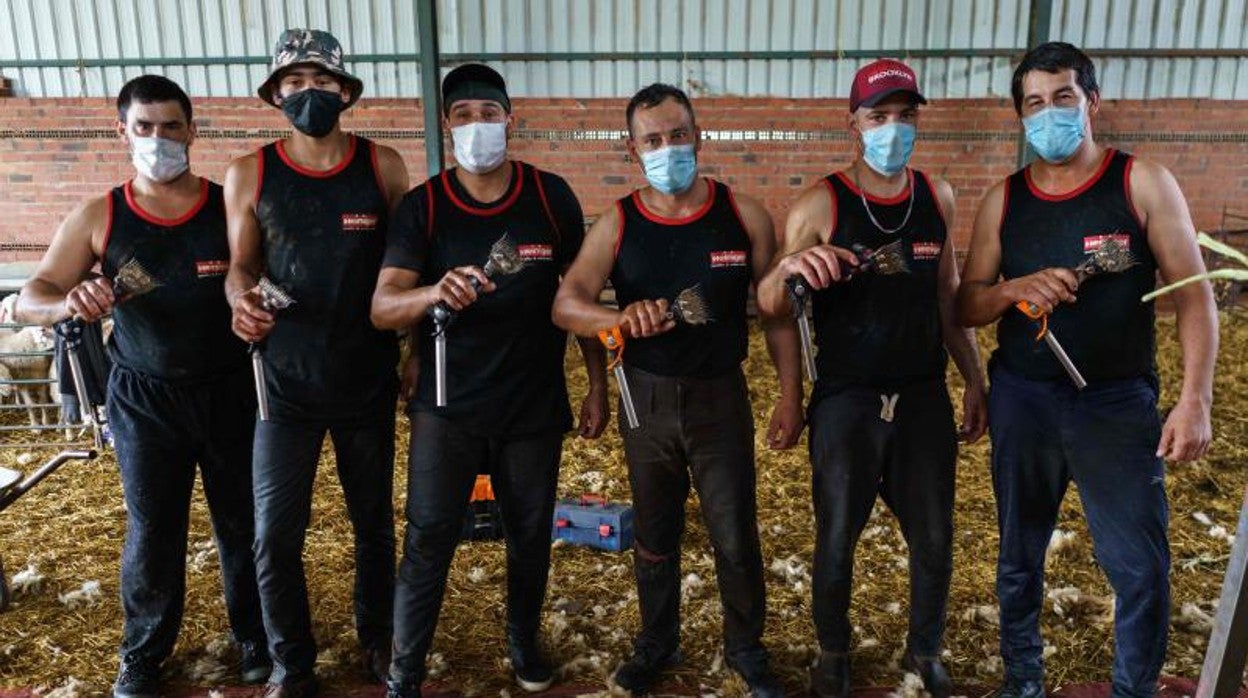 Un grupo de esquiladores que trabajó en España en la campaña de 2020