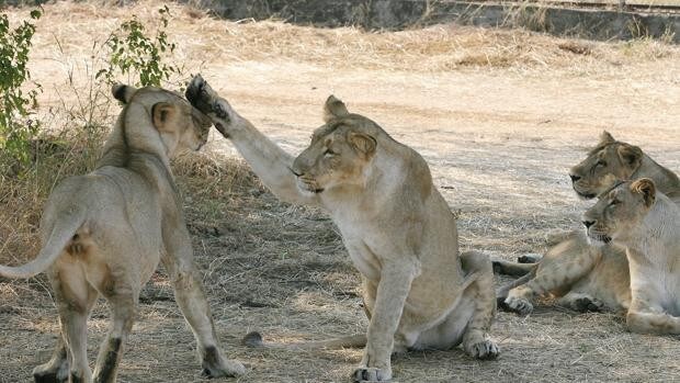 Ocho leones de un zoo dan positivo en coronavirus en India