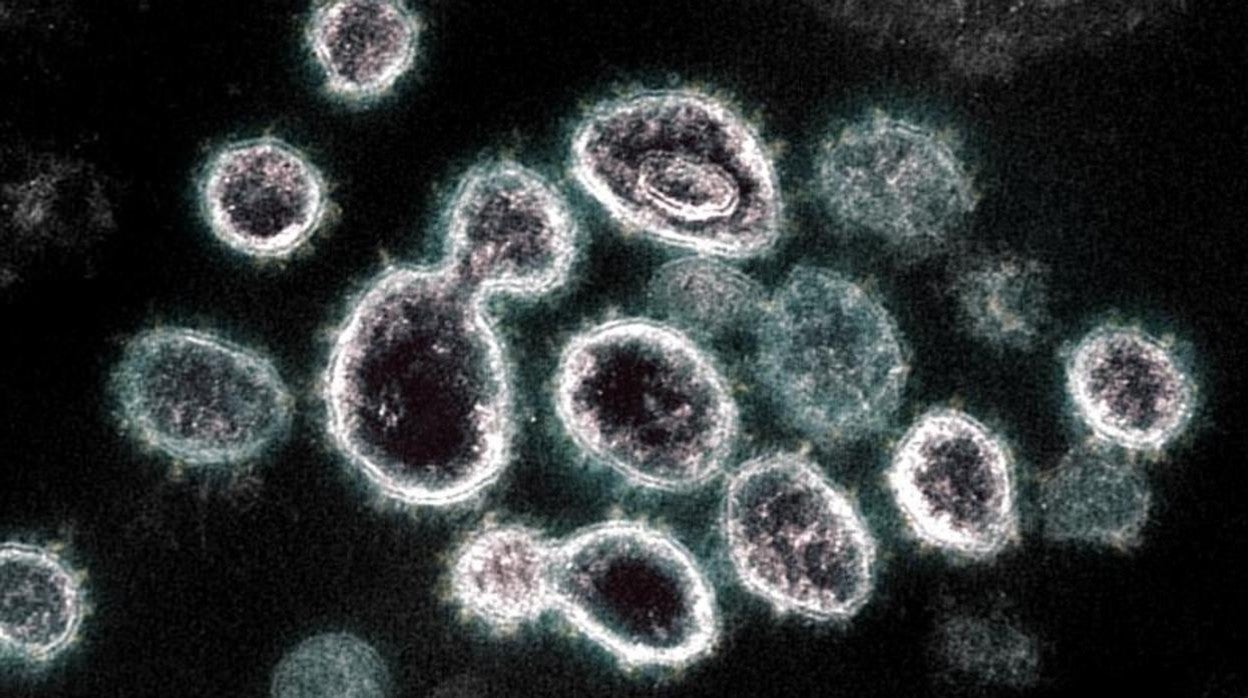 Coronavirus al microscopio