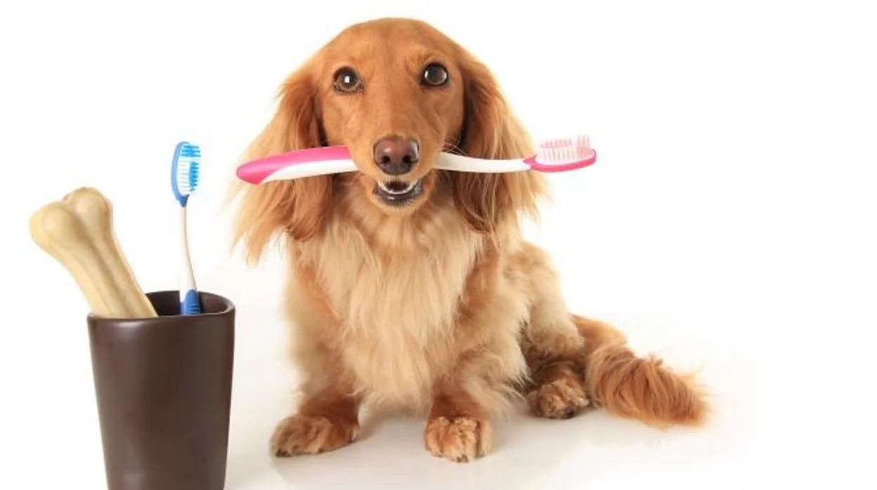 Un perro con un cepillo de dientes